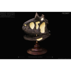 Carnotaurus  sastrei  skull  Rebor