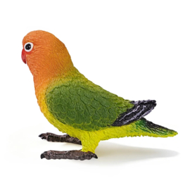 Agapornis
