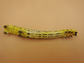 Cystidia truncangulata