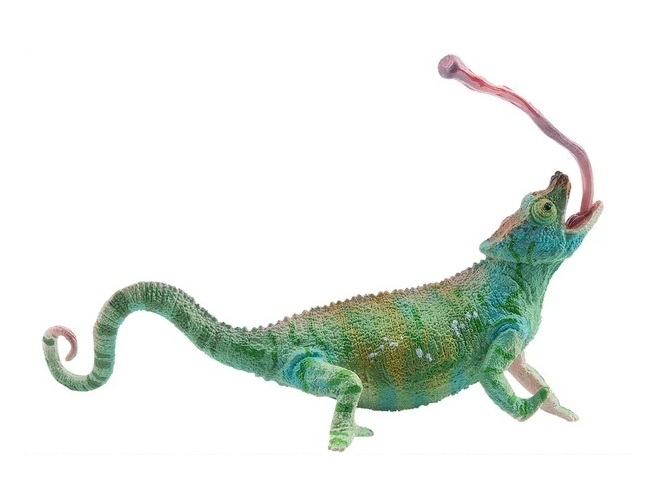 Parson's Chameleon