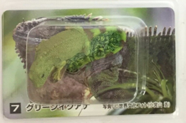 Green Iguana   Kabaya Amazon Animals