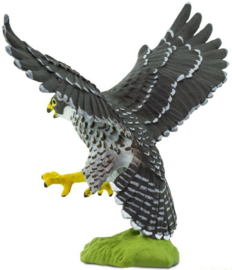 Peregrine Falcon   S100094