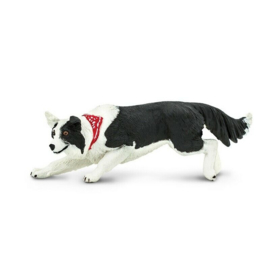 Border Collie S254529