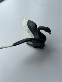 Zwaan zwart met witte vleugelpennen