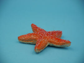 Starfish Papo 56050