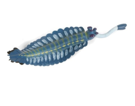 Opabinia regalis