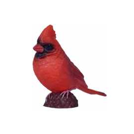 Rode kardinaal  Mojo