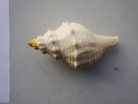 Shell with opercullum