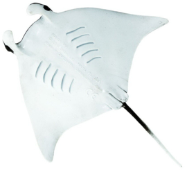 Manta Ray   S100096