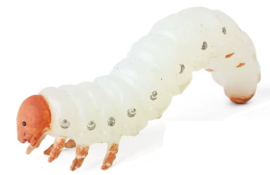Larve meelworm XL