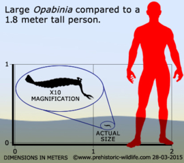 Opabinia regalis