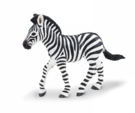 Zebra  foal   S271829