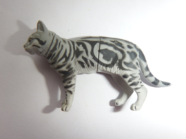 American Shorthair Cat Silver