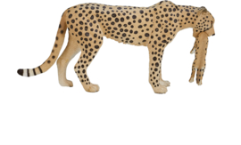 Cheetah with cub  Mojö 387167