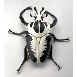 Goliath kever  Goliathus regius