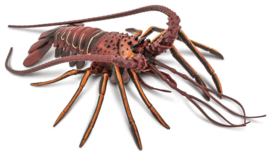 Spiny Lobster