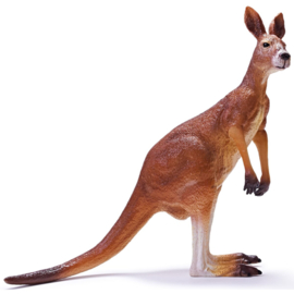 Red Kangaroo  Recur