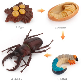 Beetle lifecycle
