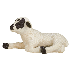 Sheep black white lamb  Mojo 387060