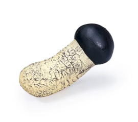 Tricholoma  matsutake