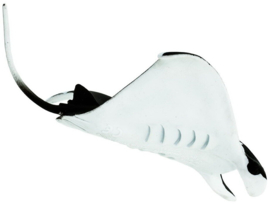 Manta Ray   S100096