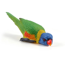 Rainbow Lorikeet