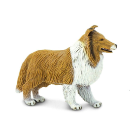 Collie  Safari 239329