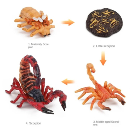 Schorpioen (donker)  levenscyclus