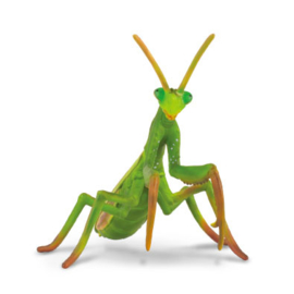 Praying Mantis  Collecta