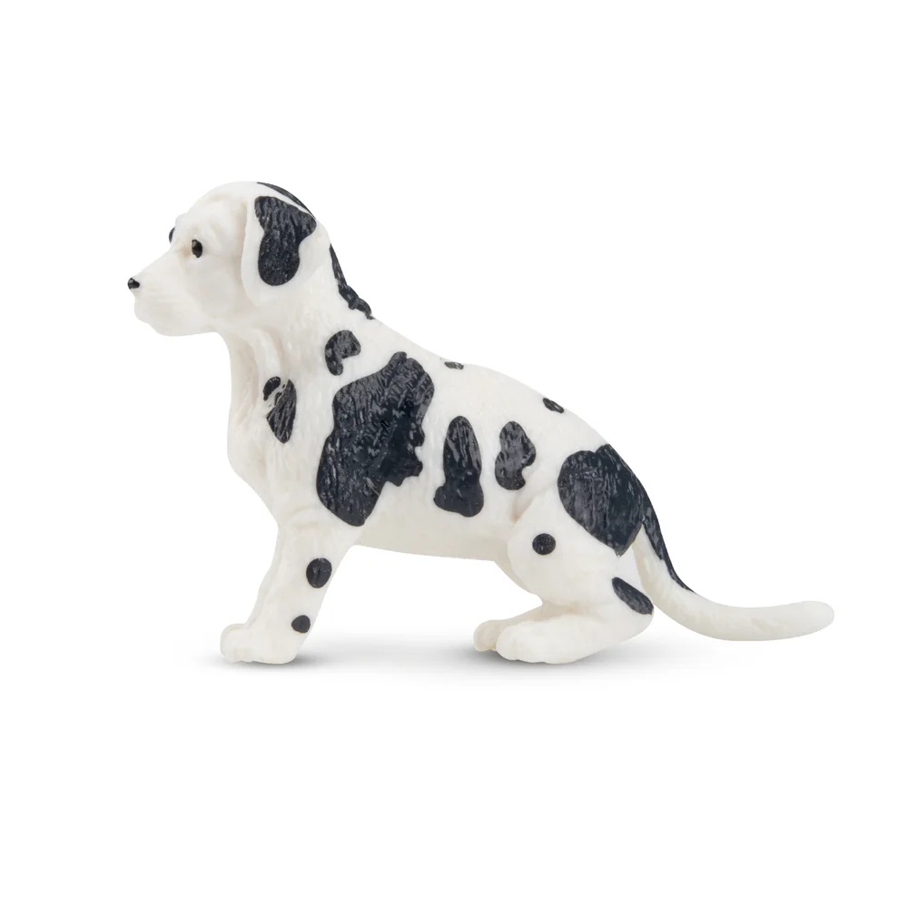 Great dane puppy Toymany