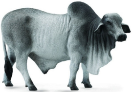 Brahman Bull    CollectA 88579