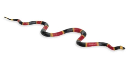 Coral Snake S 257429