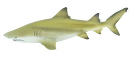 Lemon Shark    S100097