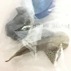 Bowmouth Guitarfish Kaiyodo Enoshima Aquarium