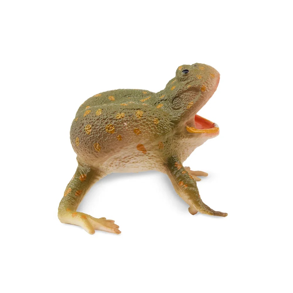 Budgett's frog  Toymany