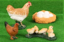 Chicken lifecycle