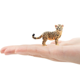 Cheetah cub Toymany