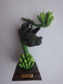 Bonin Vliegende hond  Kitan Club