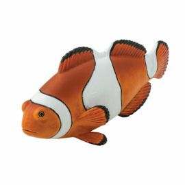 Ocellaris clownfish  S261829