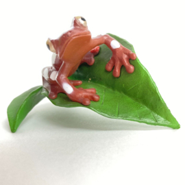 Clown tree frog  Colorata