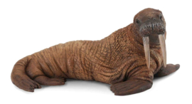 Walrus   CollectA 88569