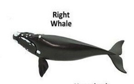 Right whale mini