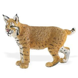 Lynx (Bobcat)   S297029