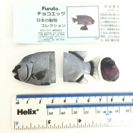 Striped Beakfish  Furuta 141