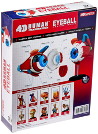 Eyeball 4D Vision anatomisch model