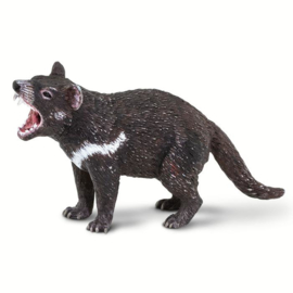 Tasmanian Devil    S100247