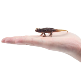 Kortstaart kameleon