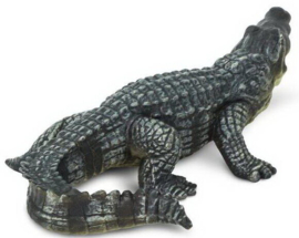 Crocodile     S272729