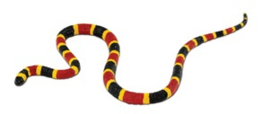 Coral Snake S 257429