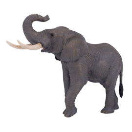 African elephant  Mojo 381005